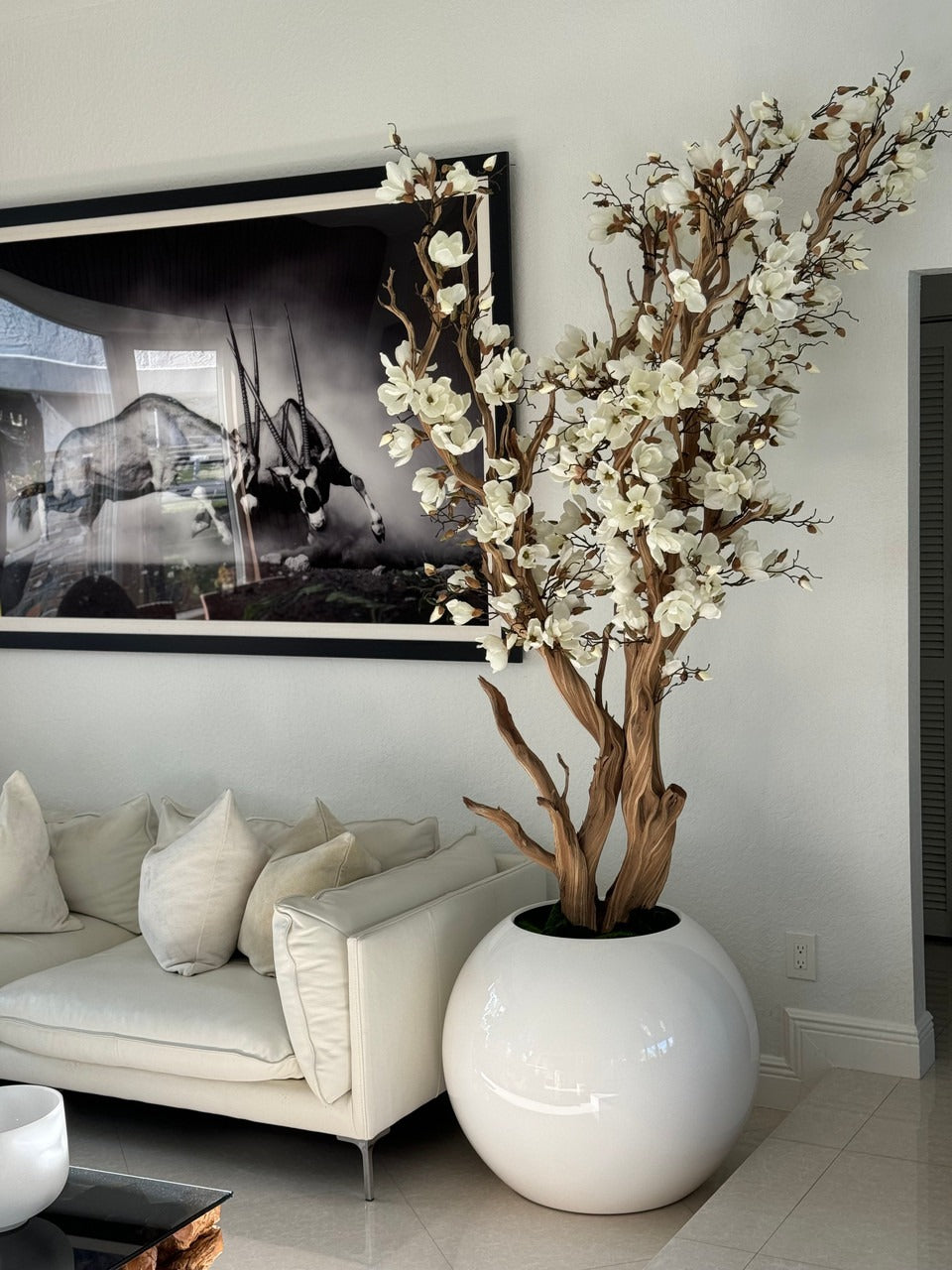 🌸 Levensgrote Magnolienboom in Glanzende Witte Pot – Luxe Sfeer voor Uw Interieur 🌿